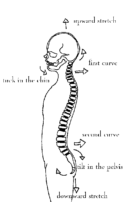 curvesof spine.gif (6517 bytes)